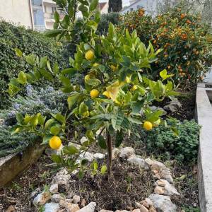 OTOK ČIOVO, OKRUG GORNJI- KUĆA S APARTMANIMA, 80 m OD MORA I 8 KM OD ZRAČNE LUKE