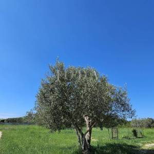 POPUST Dvojna kuća na zemljištu od 5.000m2,ROVINJ okolica