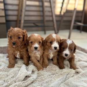 Prekrasni cavapooi traže svoje zauvijek domove,