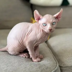 Prekrasni mačići sfinge