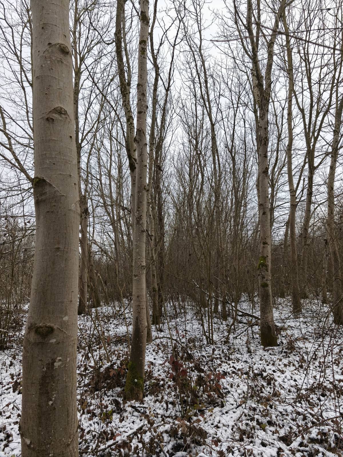 PRODAJA ŠUME / POLJOPRIVREDNOG ZEMLJIŠTA moguca zamjena