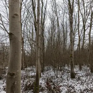 PRODAJA ŠUME / POLJOPRIVREDNOG ZEMLJIŠTA moguca zamjena