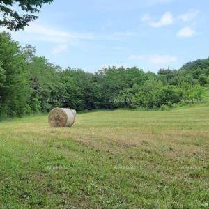 Prodaja- veliko imanje/stancija u središnjoj Istri, Pazin! Investicijska prilika!