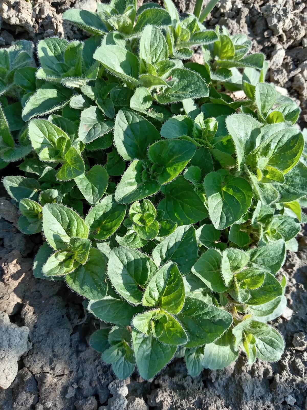 Prodajem dvogodišnje sadnice začinske biljke ORIGANA