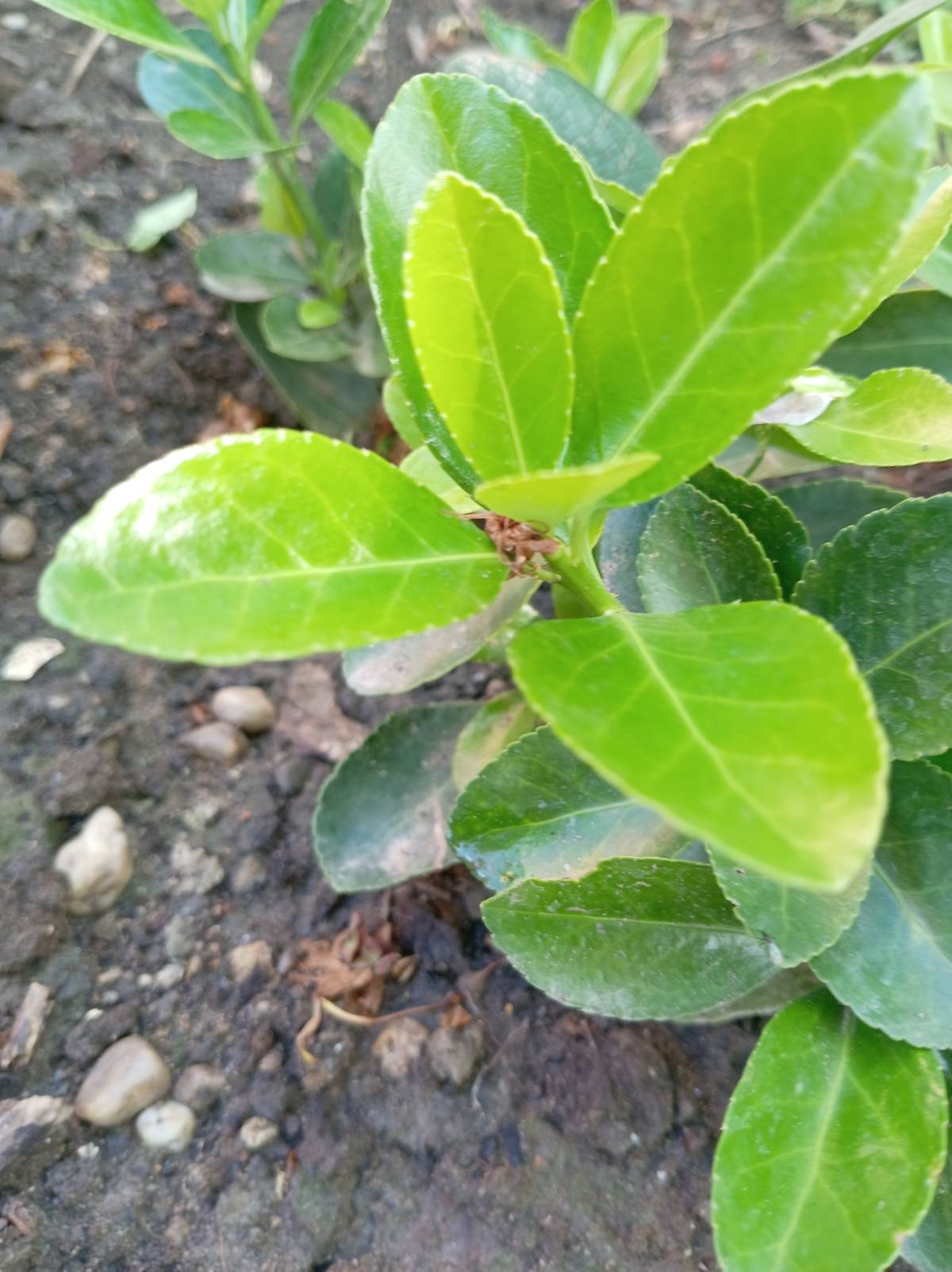 Prodajem sadnice japanske kurike (Euonymus japonicus)