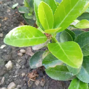 Prodajem sadnice japanske kurike (Euonymus japonicus)