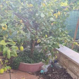 Stan u prizemlju s vrtom, Pula (67,52 m²)