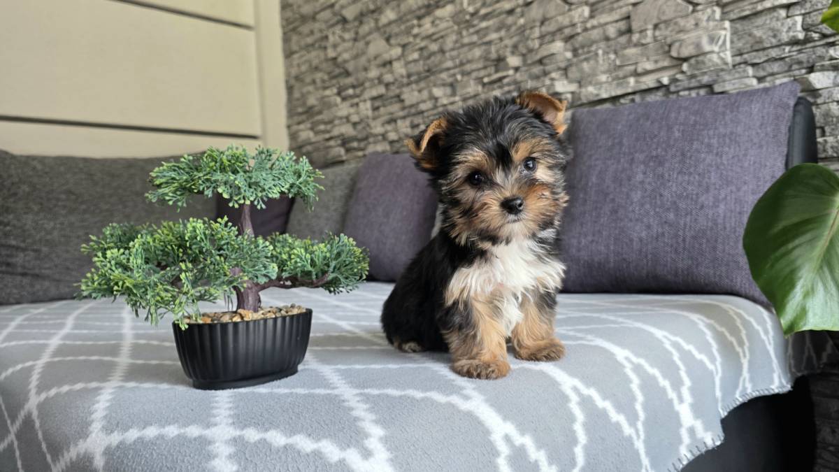 Yorkshire terrier, Yorki, Jokširski terier štenci