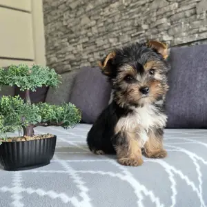 Yorkshire terrier, Yorki, Jokširski terier štenci