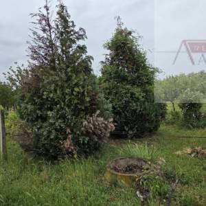 Baranja Batina vikend kuća 35 m2 legalizirana! - povoljno