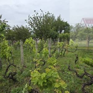 Baranja Batina vikend kuća 35 m2 legalizirana! - povoljno