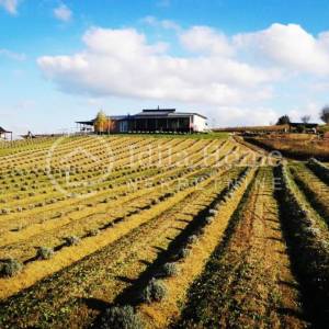 BREZOVICA/11.000 m², KUĆA S UPORABNOM I POTOK UZ PARCELU