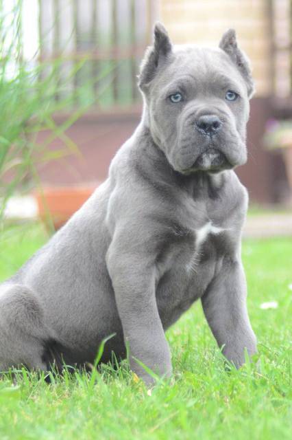 Cane Corso, štenci vrhunskog kvaliteta