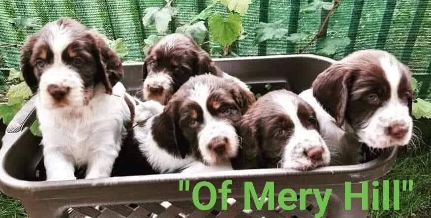  Carefully planned litter – English Springer Spaniel  “Of Mery Hill