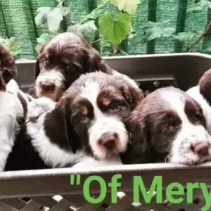  Carefully planned litter – English Springer Spaniel  “Of Mery Hill