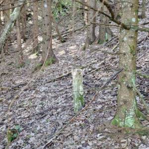 DELNICE, RAVNA GORA - zemljišta ukupne površine 13400 m2