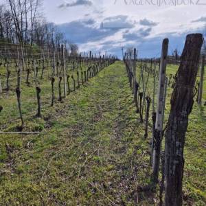 Draž obiteljska vinarija sa stambenim dijelom 766 m2 na 1,7ha
