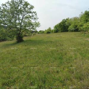 Građevinsko zemljište 3.528 m² ,  u blizini Grožnjana
