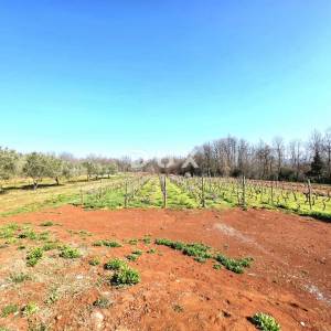 ISTRA, BARBAN - Novoizgrađena obiteljska prizemna vila, okružena vinogradom za dugoročni najam