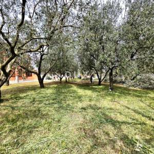 ISTRA, GALIŽANA – Apartmanska vila s maslinikom, krovnom terasom i panoramskim pogledom na more i Brijune