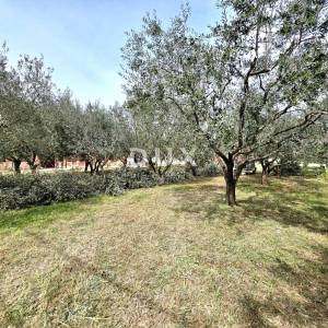 ISTRA, GALIŽANA – Apartmanska vila s maslinikom, krovnom terasom i panoramskim pogledom na more i Brijune