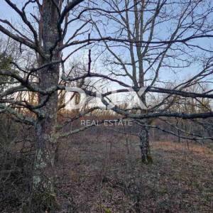 ISTRA, LABIN - Hrastova šuma za siječu, 11.629m2 PRILIKA