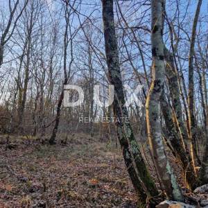 ISTRA, LABIN - Hrastova šuma za siječu 21.304m2, PRILIKA