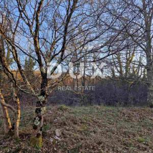 ISTRA, LABIN - Hrastova šuma za siječu 21.304m2, PRILIKA