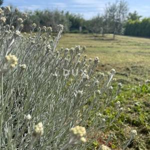 ISTRA, LOBORIKA - Građevinska zemljišta s puno potencijala
