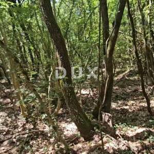 ISTRA, PAVIĆINI - Prostrano zemljište, šuma za sječu, hrast