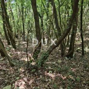 ISTRA, PAVIĆINI - Prostrano zemljište, šuma za sječu, hrast
