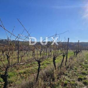 ISTRA, PIĆAN - Građevinsko zemljište, maslinik, vinograd, oranica, potpuna osama i fantastičan pogled