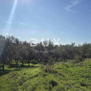 ISTRA, PIĆAN - Građevinsko zemljište, maslinik, vinograd, oranica, potpuna osama i fantastičan pogled