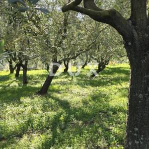 ISTRA, PIĆAN - Građevinsko zemljište, maslinik, vinograd, oranica, potpuna osama i fantastičan pogled
