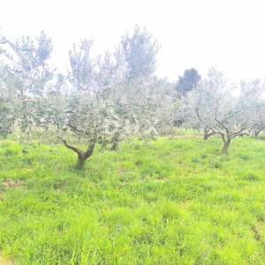 ISTRA, PREMANTURA - Građevinsko zemljište s pogledom na more