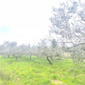 ISTRA, PREMANTURA - Građevinsko zemljište s pogledom na more
