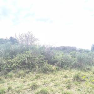 ISTRA, PREMANTURA - Vikend zemljište rt. Kamenjak 150 m od plaže