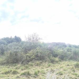 ISTRA, PREMANTURA - Vikend zemljište rt. Kamenjak 150 m od plaže