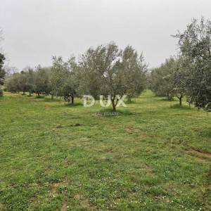 ISTRA, ŠIŠAN - Poljoprivredno zemljište 8760m2, s 205 maslinika! Moguća zamjena za stan!