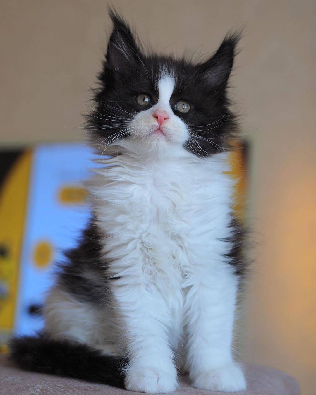 Maine coon mačići dostupni