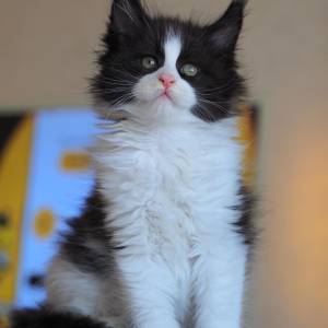 Maine coon mačići dostupni