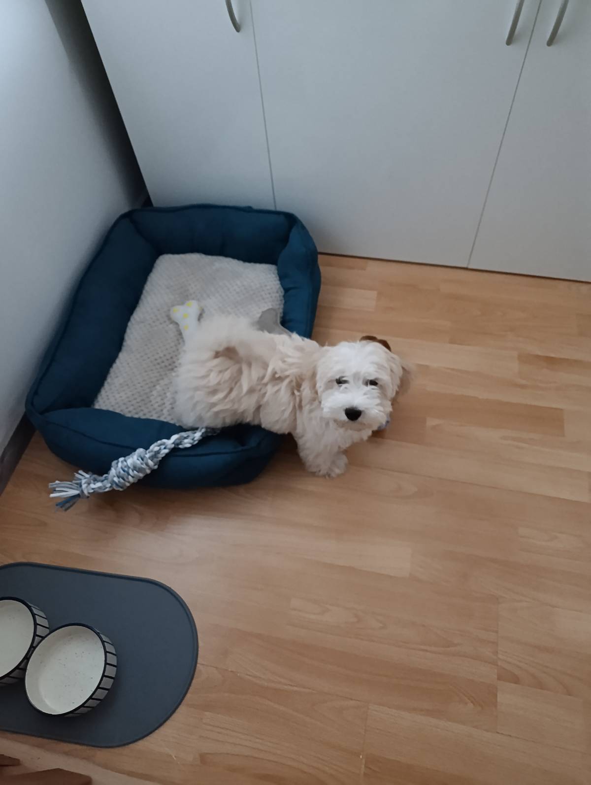 Maltipoo muško štene 3 mj.