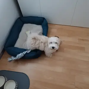 Maltipoo muško štene 3 mj.