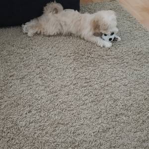 Maltipoo štene