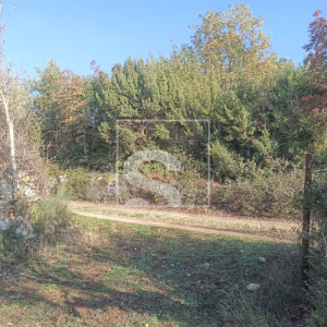 Maslinik u Fažani, 1,5km od mora