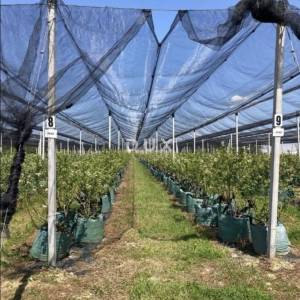 MOSLAVINA, KRIŽ - Visoko profitabilna plantaža borovnica s automatskim navodnjavanjem