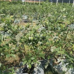 MOSLAVINA, KRIŽ - Visoko profitabilna plantaža borovnica s automatskim navodnjavanjem