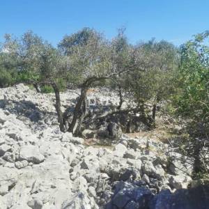 OTOK KRK, GRAD KRK - Maslinik na atraktivnoj lokaciji