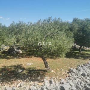OTOK KRK, GRAD KRK - Maslinik na atraktivnoj lokaciji