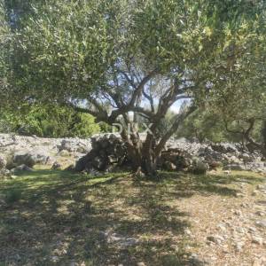 OTOK KRK, GRAD KRK - Maslinik na atraktivnoj lokaciji